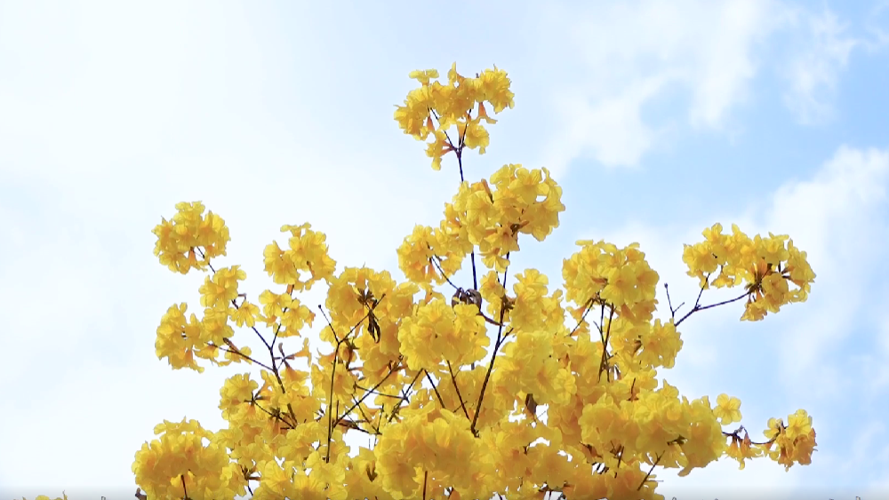春雷，鳴響奮進的號角